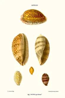 Mollusc Prints: cowrie shells