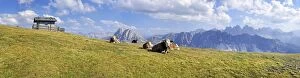 Images Dated 23rd August 2011: Cows, Aferer Alm alp on Plosen mountain, view of Aferer Geisler Massif and Peitlerkofel mountain