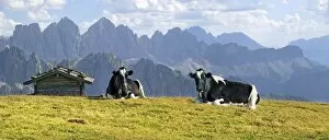 Images Dated 23rd August 2011: Cows on Aferer Alm alp on Plosen mountain, with the Afer Geisler group and Peitlerkofel mountain