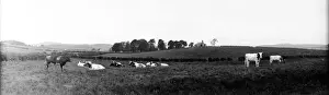 Cows In Field