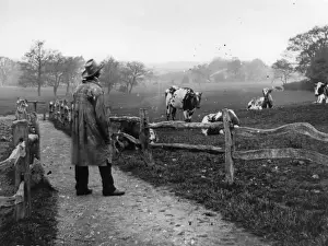 H Agr Pers Prints: Cows Grazing
