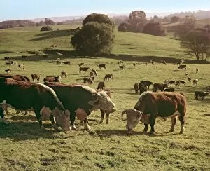 Cows Grazing On A Hillside