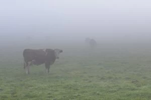 Morning Fog Gallery: Cows on a pasture in the fog, Lake Staffelsee, Seehausen, Murnau, Upper Bavaria, Bavaria, Germany