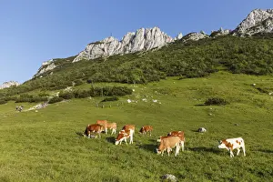 Hiking Holidays Prints: Cows on pasture, Kampenwand and Steinlingalm alpine pasture