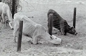 Down Prints: Cows Reaching for Grass Under Fence