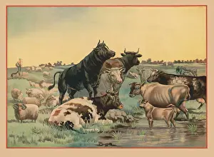 Bovine Prints: Cows and sheep in a pasture