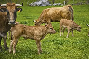 Images Dated 17th April 2011: Cows in Somiedo Natural Park