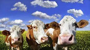 Bovidae Gallery: Three cows standing on a meadow with dandelions against a blue sky with white clouds