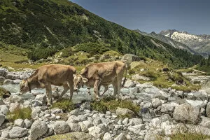 Images Dated 3rd August 2013: Cows in Zemmgrund valley with Zemmbach stream, Ginzling, Zillertal valley, Tyrol, Austria