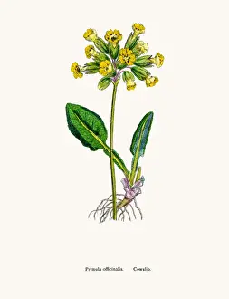 Cowslip Primrose flower