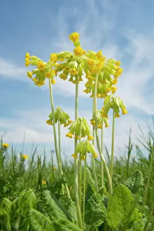 Yellow Gallery: Cowslip -Primula veris-, flowering, Thuringia, Germany
