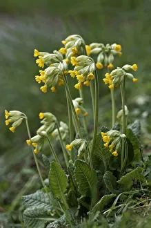 Spermatophyte Gallery: Cowslip -Primula veris-, Untergroeningen, Baden-Wuerttemberg, Germany, Europe