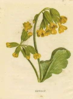 Botanical Prints: Cowslip yellow wildflower Victorian botanical print by Anne Pratt