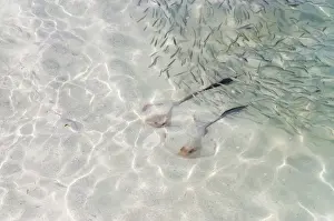 Shallow Water Prints: Cowtail Stingrays -Pastinachus sephen- in shallow water