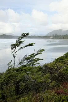 Images Dated 19th January 2012: Cox Bay Near Tofino