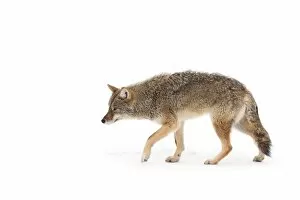 Images Dated 12th February 2016: Coyote