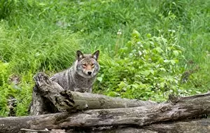 Images Dated 3rd June 2012: Coyote