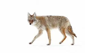 Images Dated 21st January 2012: Coyote