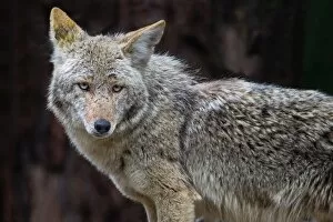 Images Dated 27th April 2012: Coyote
