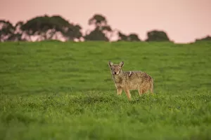 Images Dated 13th January 2017: Coyote