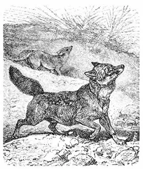 Images Dated 15th January 2016: Coyote or Canis latrans or American jackal or Prairie wolf