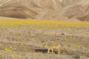 Images Dated 24th February 2016: Coyote (Canis Latrans) walking through blooming desert marigolds during Springs super bloom