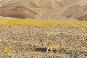 Coyote (Canis Latrans) walking through blooming desert marigolds during Springs super bloom, Death Valley, California, USA