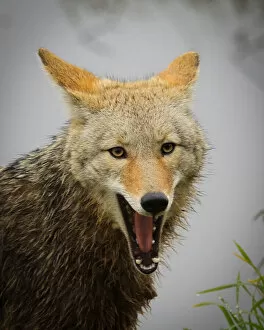 Coyote (Canis latrans) Yawning