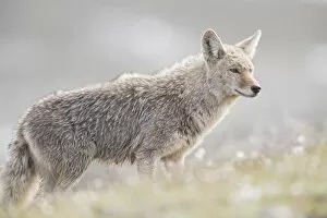 Wyoming Collection: Coyote hunting in a field