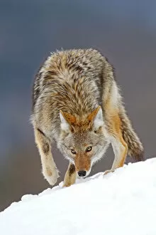 Images Dated 22nd February 2014: Coyote sniffs the snow