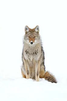 Images Dated 15th February 2014: Coyote in snow