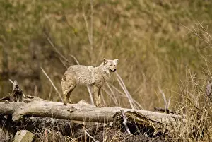 A Coyote Stands On A Dead Tree Trunk