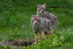 Images Dated 3rd June 2012: Coyotes