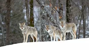 Images Dated 22nd February 2014: Coyotes in snow