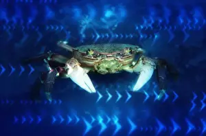 Crab Prints: Crab