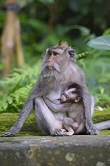 Simiae Collection: Crab-eating macaque -Macaca fascicularis- with young in the Ubud Monkey Forest, Ubud, Bali