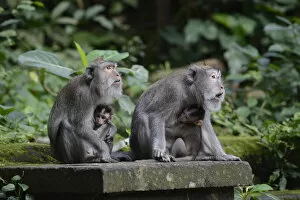 Old World Monkey Gallery: Crab-eating macaques -Macaca fascicularis- with young in the Ubud Monkey Forest, Ubud, Bali