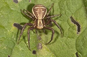 Crab Spider -Xystus cristatus-, female in waiting postion, Baden-Wurttemberg, Germany
