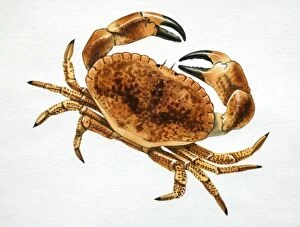 Arthropoda Gallery: Crab, top view