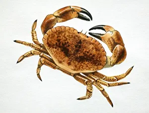 Images Dated 16th February 2006: Crab, top view