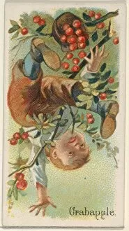 Crabapple Trade Card 1891