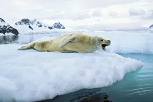 Images Dated 7th June 2011: Crabeater seal -Lobodon carcinophagus-, Paradise Bay, Graham Land, Antarctic Peninsula, Antarctica