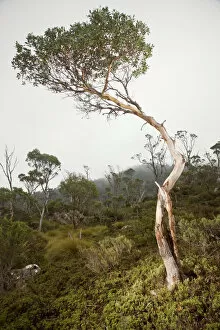 Remote Gallery: Cradle Mountain NP, Eucalyptus tree in Fog