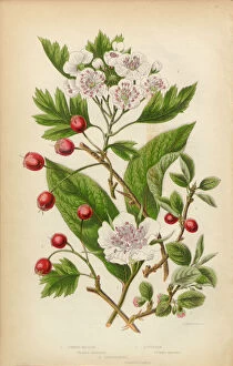 Images Dated 14th August 2015: Cranberry, Medlar Fruit, Hawthorne Berry and Cotoneaster, Victorian Botanical Illustration