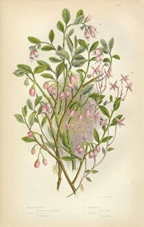 Images Dated 9th March 2016: Cranberry, Whortleberry, Bilberry, Cowberry, Lingonberry, Victorian Botanical Illustration