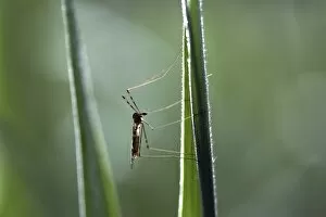 Images Dated 8th June 2013: Crane fly -Tipulidae-, perched on bulrush, Ummendorfer Ried Nature Reserve, Ummendorf