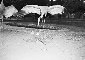 Birth Prints: Crane Stretching Wings Above Baby Crane