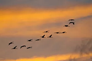 Cranes -Grus grus-, flock in flight in the evening light, Mecklenburg-Western Pomerania, Germany