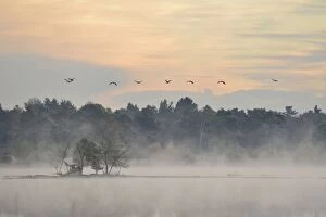 Cranes -Grus grus- flying over wetlands in the morning, Tiste Bauernmoor, Burgsittensen, Lower Saxony, Germany