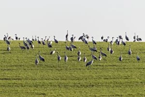 Images Dated 16th October 2011: Cranes -Grus grus- on a meadow, Ruegen Island, Mecklenburg-Western Pomerania, Germany, Europe
